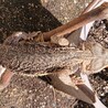 フトアゴヒゲトカゲ  ＊募集一時休止します＊ サムネイル2