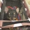 これから予防接種です(ドキドキ)