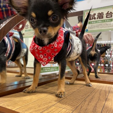 小さい身体に合うハーネスを探してます！