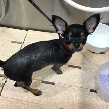 初めてのトリミング