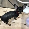 初めてのトリミング