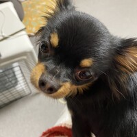 パレハ