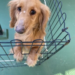 ダックス優しい女の子