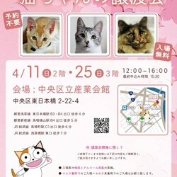 ねこざんまい譲渡会＠東日本橋