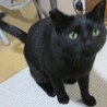 ツキノワグマ風、黒猫 サムネイル6