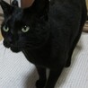 ツキノワグマ風、黒猫 サムネイル5