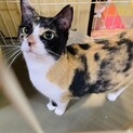 【おめめの大きな美魔女】麗しい三毛猫のよつはちゃん