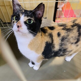 【おめめの大きな美魔女】麗しい三毛猫のよつはちゃん