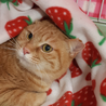 ♡茶トラ女子 ❤︎ 茶々ちゃん♡ サムネイル7