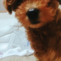 ミル