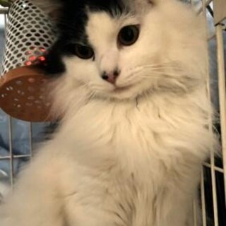 存在感バッチリなふあ君