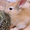 ももももえ
