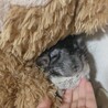 むぎむぎまま