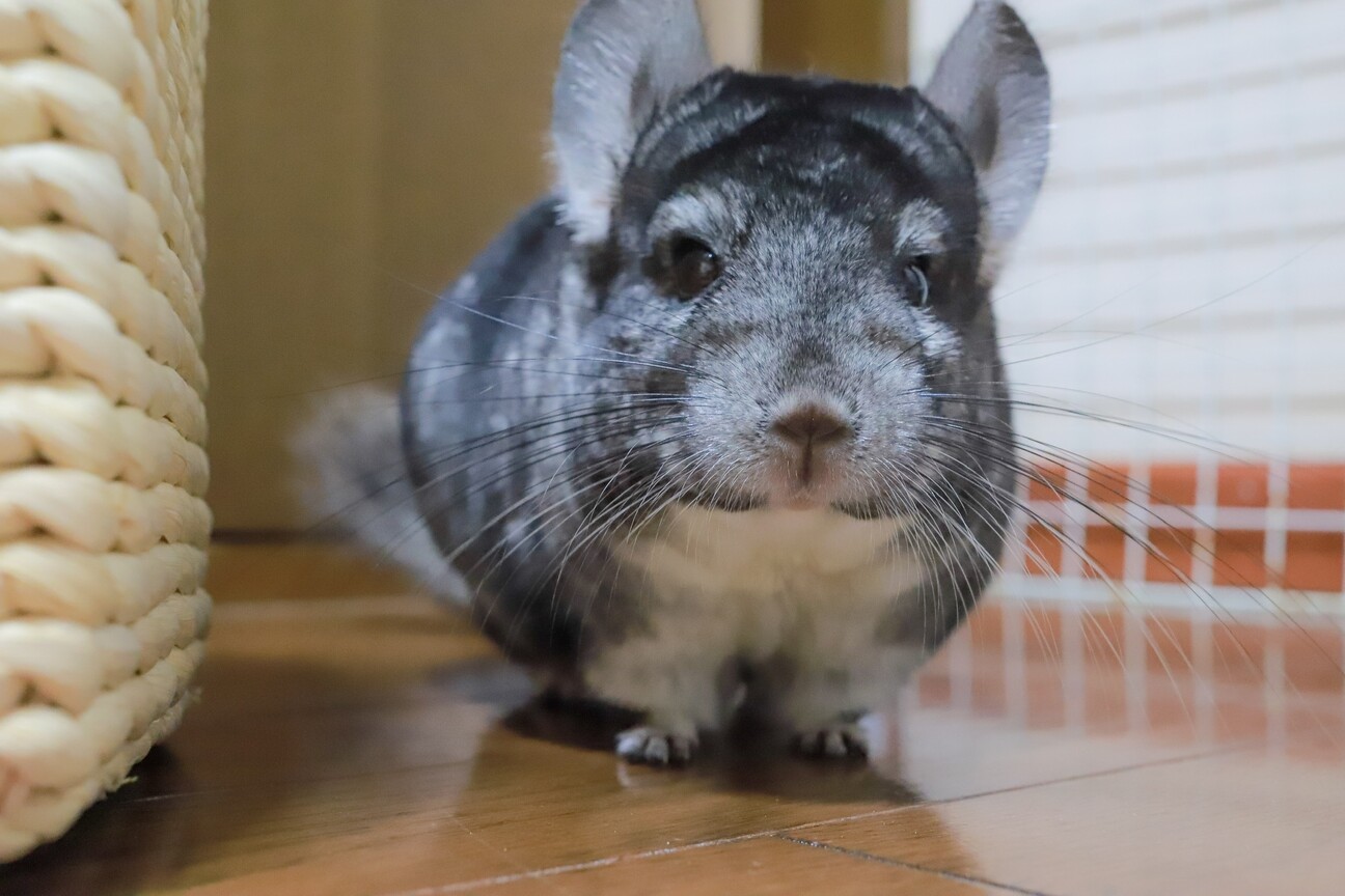 チンチラの女の子 愛知県 小動物の里親募集 ペットのおうち 月間利用者150万人