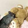 チンチラの女の子 サムネイル4