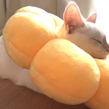 すにゃんくす