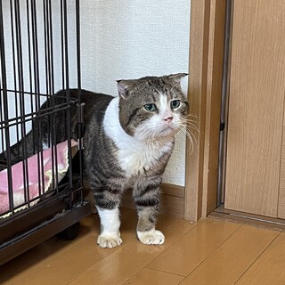 マンチカンのふくまるくん