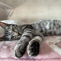 むくちゃん❤️控えめな甘えん坊さん