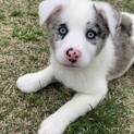 ボーダーMIX仔犬ちゃん