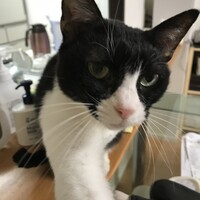 ハネ