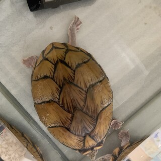 亀の里親募集中です！