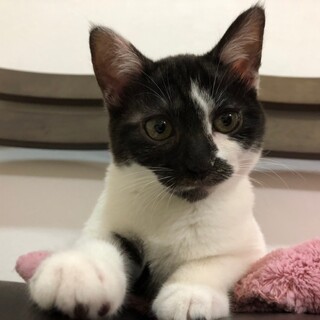 好奇心旺盛　ぽってりボディ♡　胡蝶♀