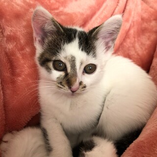 遊ぶの大好き♡　甘えん坊女子　雛菊♀