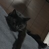 の写真