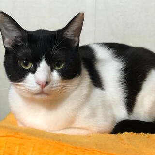 くっきりハチワレ　いちご大福♂