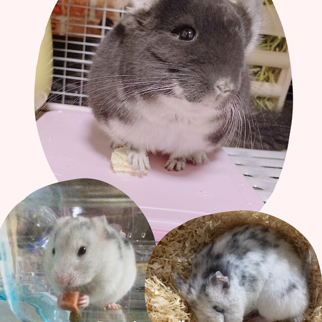 きぃすけママのカバー写真