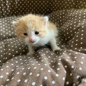 子猫の里親さん募集中 ！