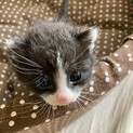 子猫の里親さん募集中　!
