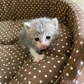 子猫の里親さん募集中