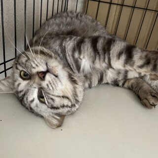 甘えん坊のサバトラ君