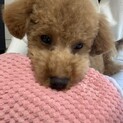 一旦募集中止します
