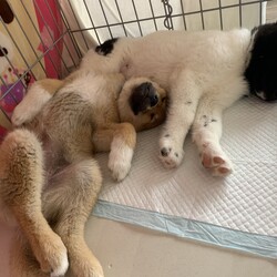 つくしとグレンの譲渡会 サムネイル2