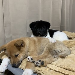 つくしとグレンの譲渡会 サムネイル3