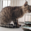 飼い主さんが亡くなり外に捨てられてしまった猫