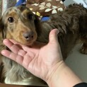 ダイナミックレディ、甘えん坊の「エレナちゃん」