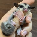 フクロモモンガ ホワイトフェイス♂ベビー