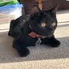 あずき日向ぼっこ写真