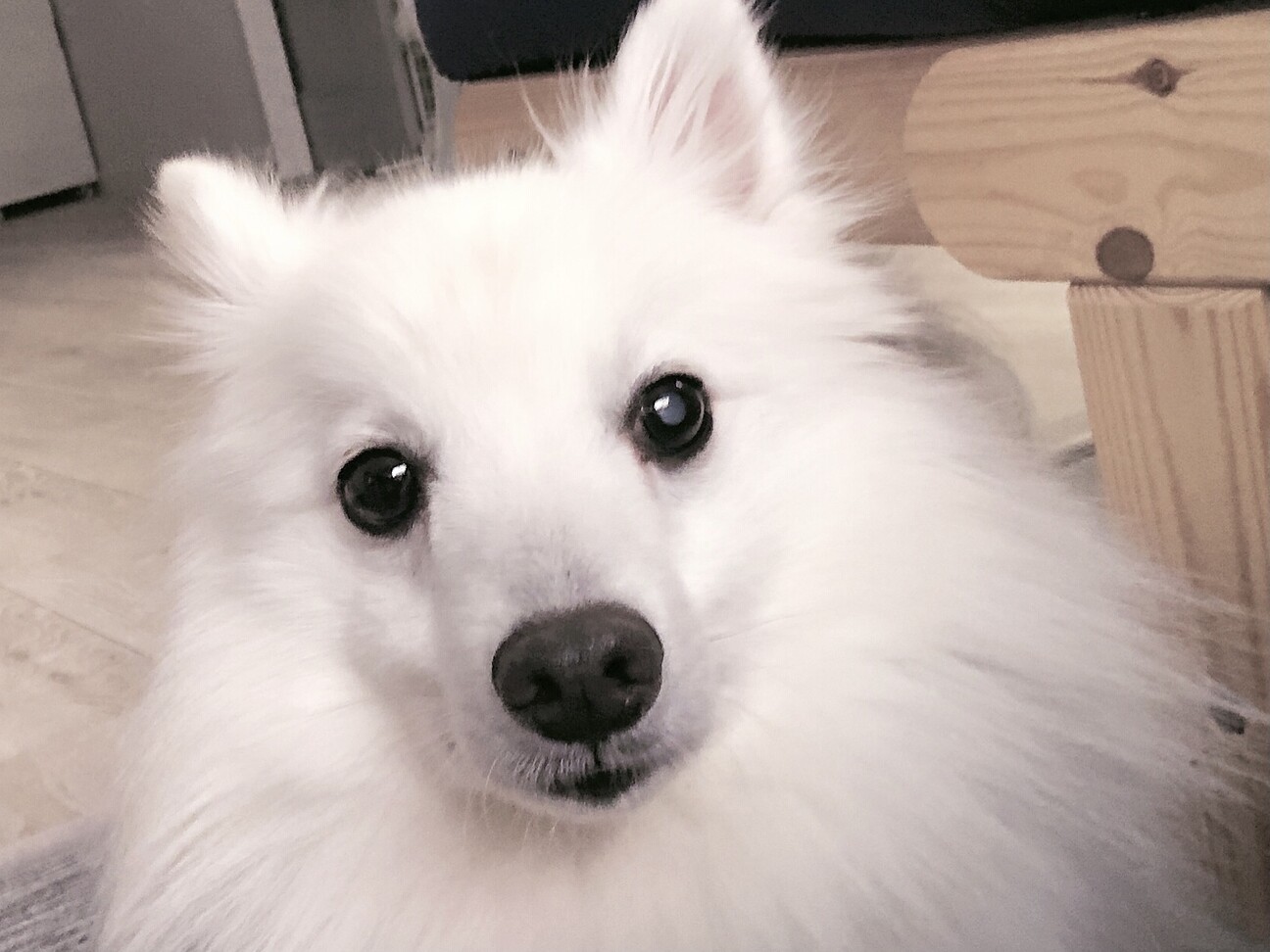 元気いっぱいスピッツ 定春くん 神奈川県 犬の里親募集 3466 ペットのおうち 月間利用者150万人