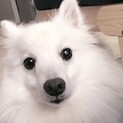 元気いっぱいスピッツ♂定春くん