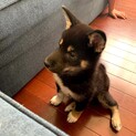 純柴犬　可愛い女の子です。