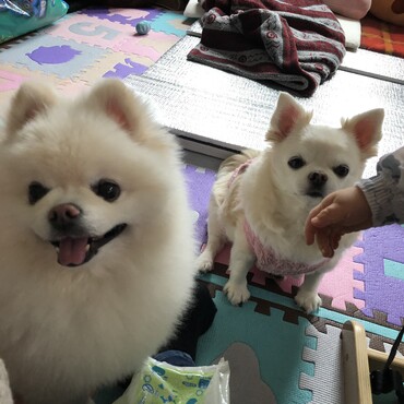 こたとゆず