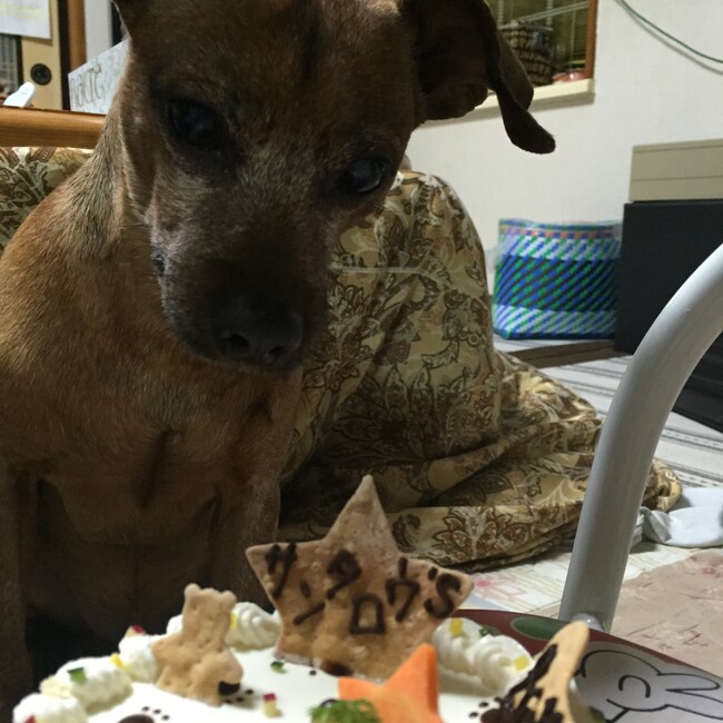 金ごま太郎のカバー写真