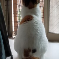 ミル