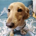ダックス♂イケメン犬のゆぅくん