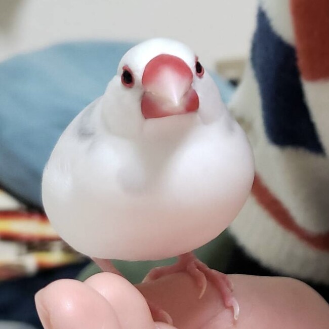 meiyoのカバー写真