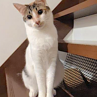 美しい柄の白三毛  レイちゃん